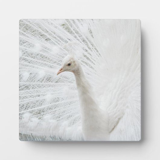 Plaque Photo Peacock blanc belles plumes (Devant)