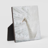 Plaque Photo Peacock blanc belles plumes (Recto)