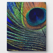 Plaque Photo Peacocok Feather (Devant)
