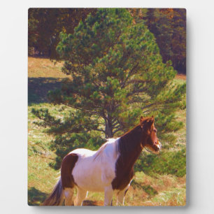 Plaque Photo Peint Poney par le pin