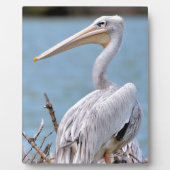 Plaque Photo Pélicans à dos roses (Devant)