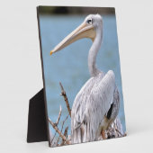 Plaque Photo Pélicans à dos roses (Côté)