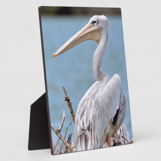 Plaque Photo Pélicans à dos roses (Côté)