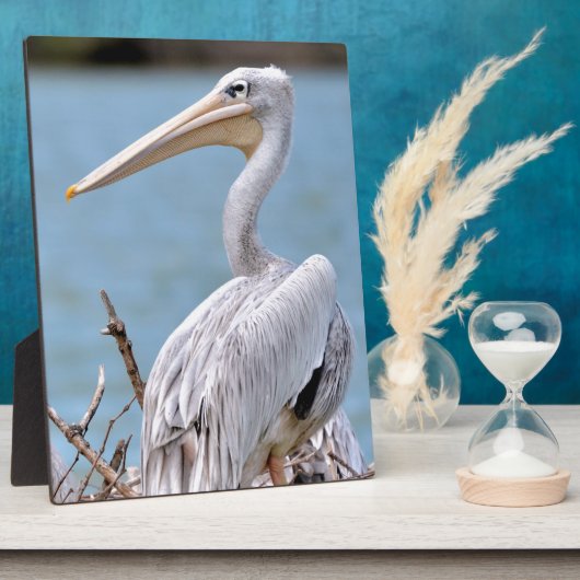 Plaque Photo Pélicans à dos roses (Côté)