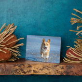 Plaque Photo Pembroke Welsh (Côté)