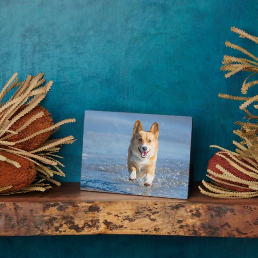 Plaque Photo Pembroke Welsh (Côté)