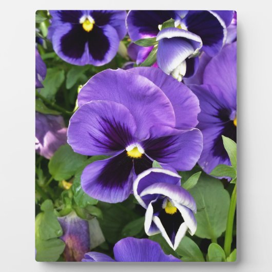 Plaque Photo pensées violettes (Devant)