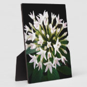 Plaque Photo Pentas blancs (Côté)