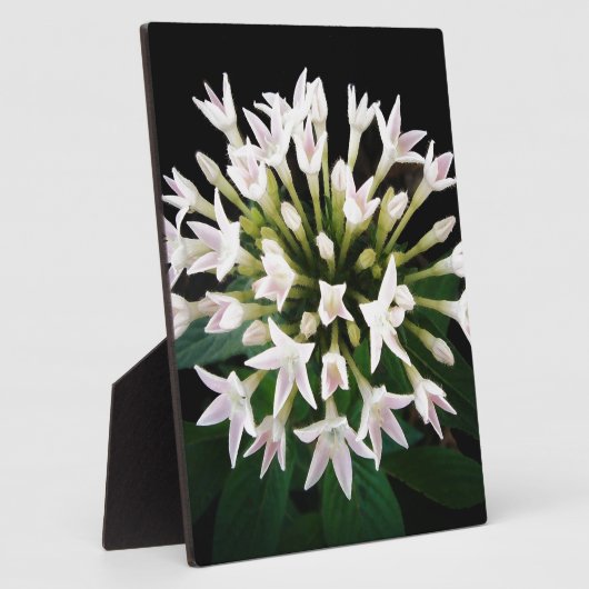 Plaque Photo Pentas blancs (Côté)