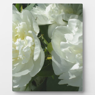 Plaque Photo Peonies blanches