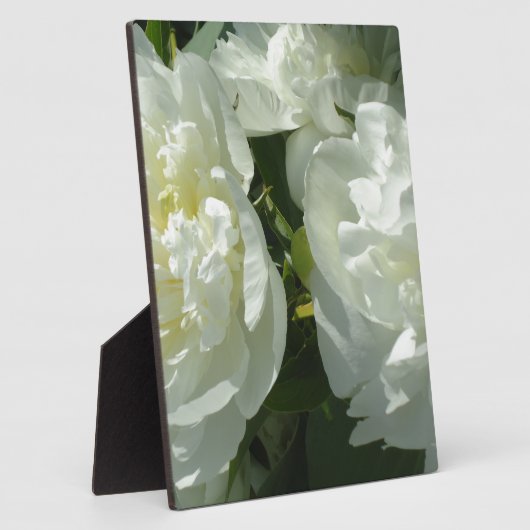 Plaque Photo Peonies blanches (Côté)
