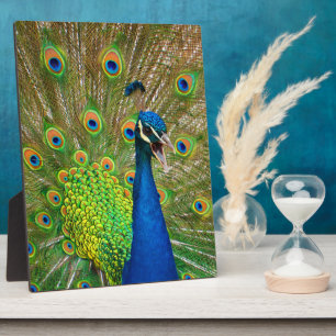Plaque Photo Perfect Peacock Plumage