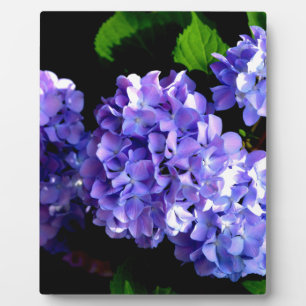 Plaque Photo Périwinkel hydrangeas fleurs violettes fleurs bleu