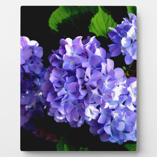 Plaque Photo Périwinkel hydrangeas fleurs violettes fleurs bleu (Devant)