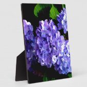 Plaque Photo Périwinkel hydrangeas fleurs violettes fleurs bleu (Côté)