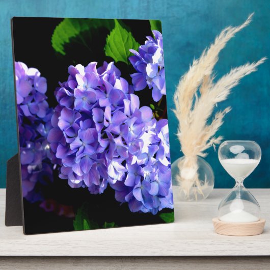 Plaque Photo Périwinkel hydrangeas fleurs violettes fleurs bleu (Côté)