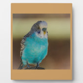 Plaque Photo perroquet bleu perroquet bleu perroquet (Devant)