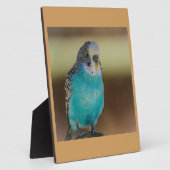 Plaque Photo perroquet bleu perroquet bleu perroquet (Côté)