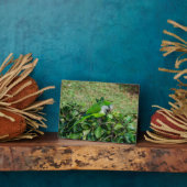 Plaque Photo Perroquet vert (Côté)