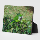 Plaque Photo Perroquet vert (Côté)