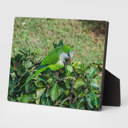 Plaque Photo Perroquet vert (Côté)