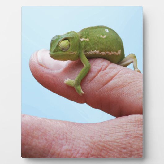 Plaque Photo Perspective des caméléons de bébé (Devant)