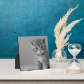 Plaque Photo Petit chaton doux (Insitu)