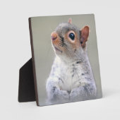 Plaque Photo Petit écureuil gris doux et souple (Recto)