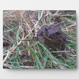 Plaque Photo Petite grenouille