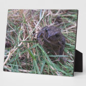 Plaque Photo Petite grenouille (Côté)