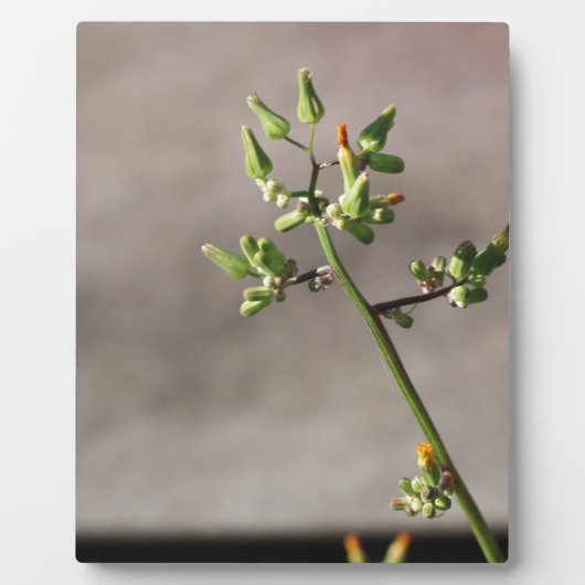 Plaque Photo Petits boutons de fleurs (Devant)