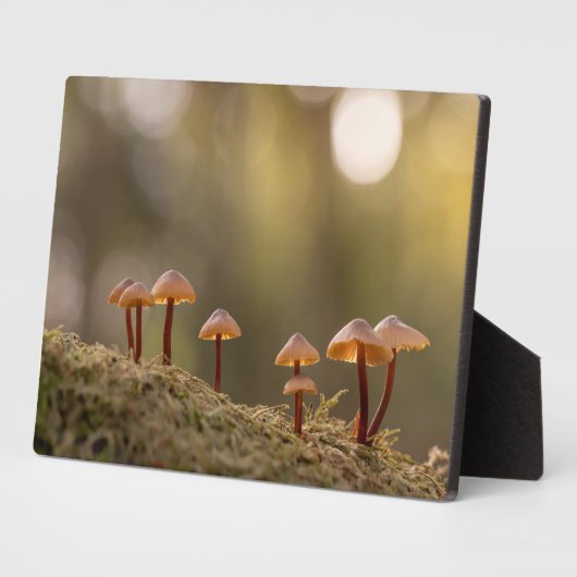 Plaque Photo Petits champignons Photo nature (Côté)