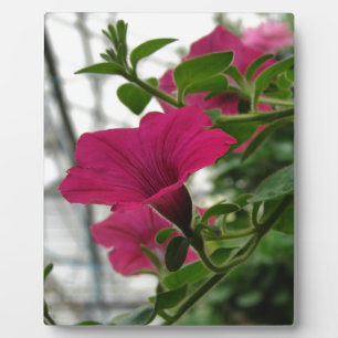 Plaque Photo Petunia