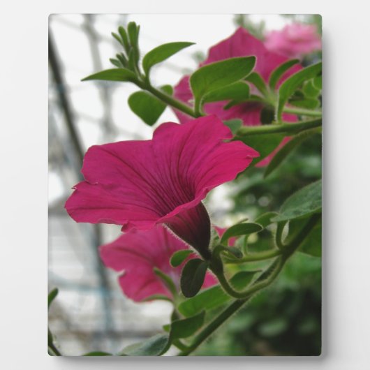 Plaque Photo Petunia (Devant)