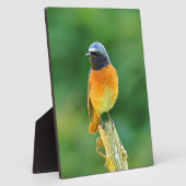 Plaque Photo phoenicurus ochrurus (Côté)