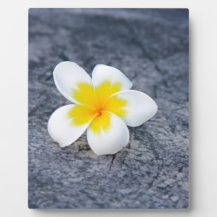 Plaque Photo Photo botanique de frangipanier tropical