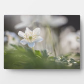 Plaque Photo Photo de la nature de la fleur (Devant)