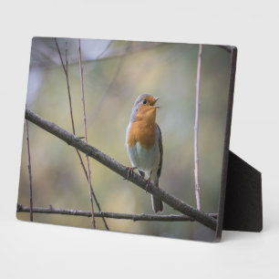 Plaque Photo Photo de Nature du Robin Chanteur