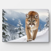 Plaque Photo Photo Plaque-Mountain Lion (Devant)