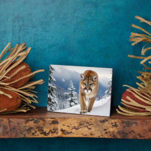 Plaque Photo Photo Plaque-Mountain Lion