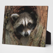 Plaque Photo Photo Plaque-Raccoon Dans L'Arbre (Côté)