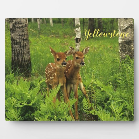 Plaque Photo Photo Plaque-Yellowstone Baby Deer (Devant)