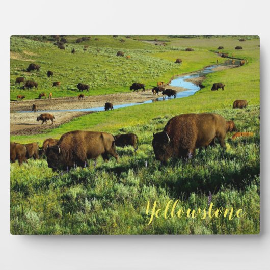 Plaque Photo Photo Plaque-Yellowstone Buffalo (Devant)
