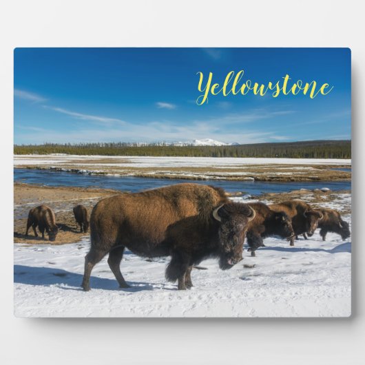 Plaque Photo Photo Plaque-Yellowstone Buffalo (Devant)