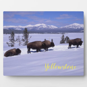 Plaque Photo Photo Plaque-Yellowstone Buffalo