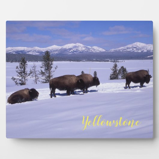 Plaque Photo Photo Plaque-Yellowstone Buffalo (Devant)