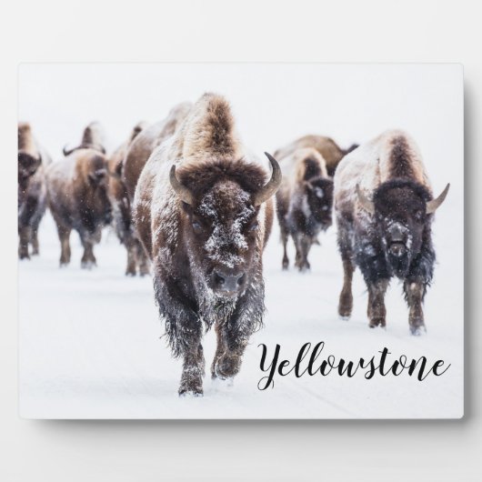 Plaque Photo Photo Plaque-Yellowstone Buffalo (Devant)