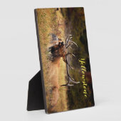 Plaque Photo Photo Plaque-Yellowstone Elk (Côté)
