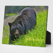 Plaque Photo Photo Plaque-Yellowstone Ours noir (Côté)