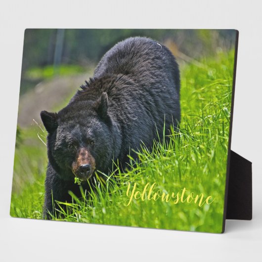 Plaque Photo Photo Plaque-Yellowstone Ours noir (Côté)